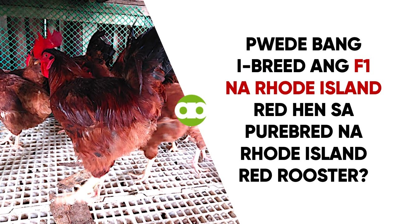 Pwede Bang I-Breed ang F1 na Rhode Island Red Hen sa Purebred na Rhode Island Red Rooster?