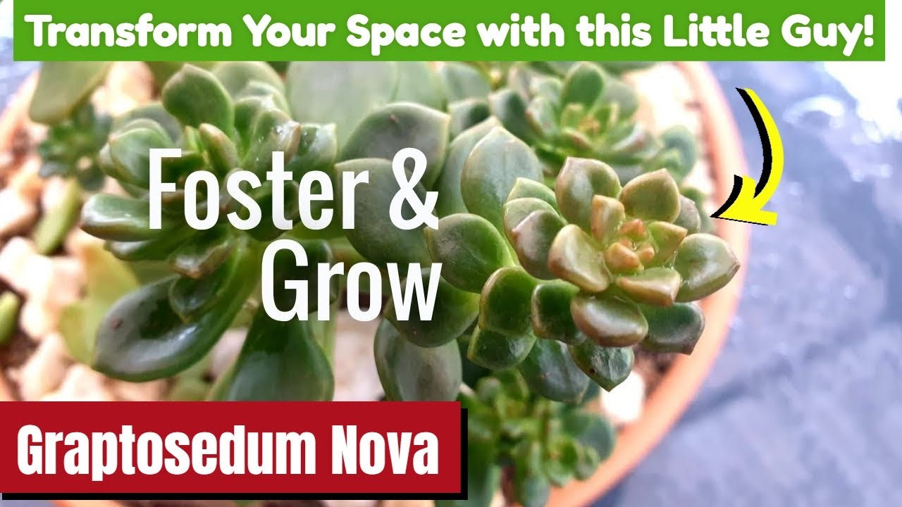 How To Care For Your Graptosedum Nova (The Complete Guide)