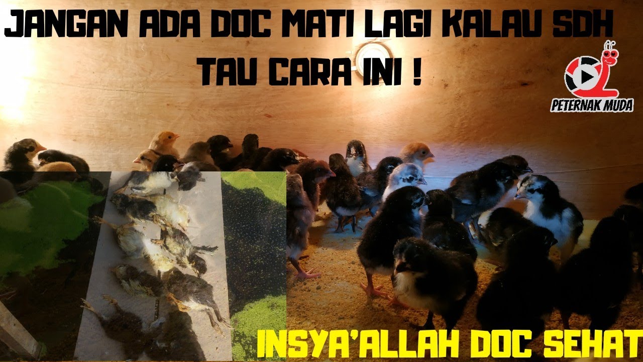 DOC/ANAK AYAM SERING MAT!? INI SOLUSINYA !!!