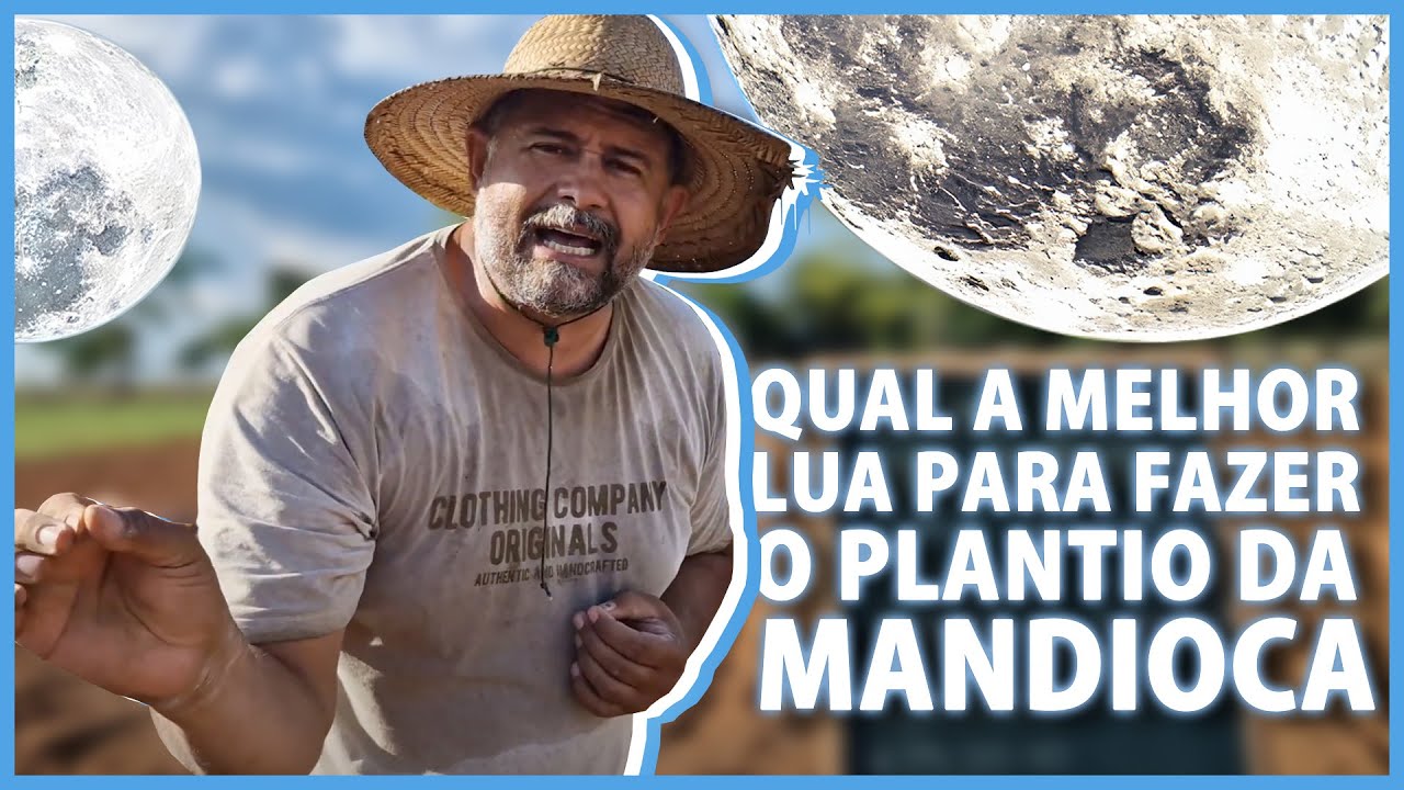Plantio de mandioca sem erro