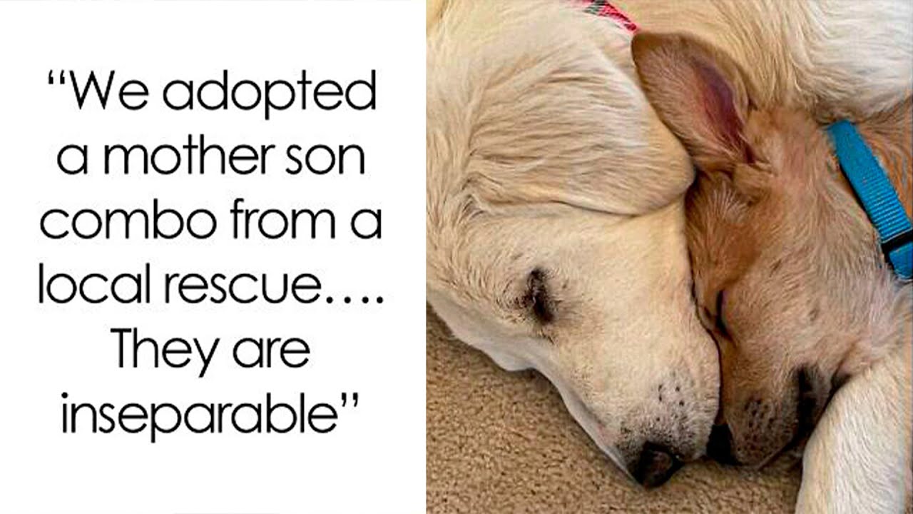 March's Heartwarming Pet Adoption Photos