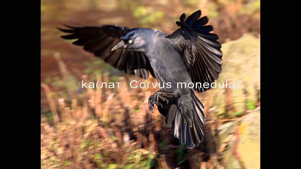 Галка              (лат. Corvus monedula)