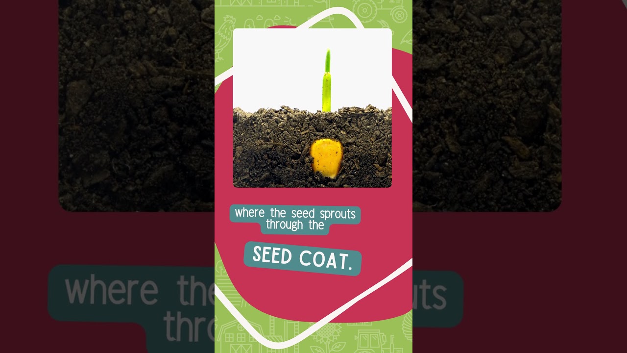 🌱 Ag 101: What is Germination?