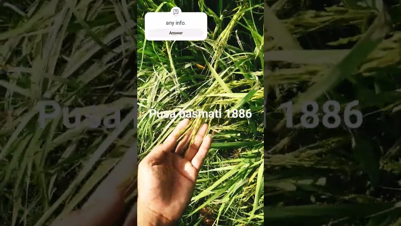 pusa basmati 1886