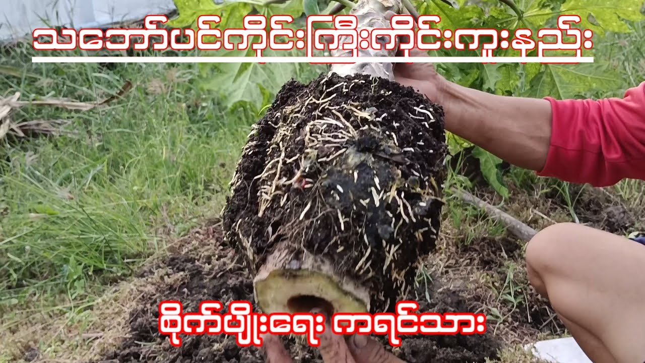 သဘော်ပင်ကိုင်းကူးနည်း ပင်ကြီးကိုင်းကူးkoyoeစိုက်ပျိုးရေး စိတ်ဝင်စားရင်ဝင်ကြည့်လိုက်ပါ