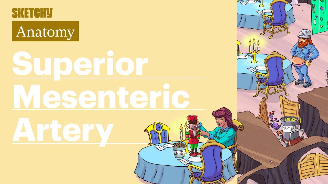 Superior Mesenteric Artery (Anatomy) | USMLE Step 1 | Sketchy Medical