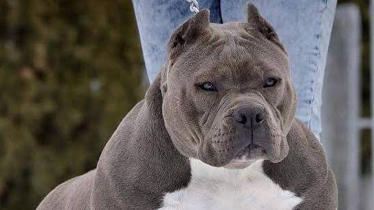 Cual Es El Mejor Bully?