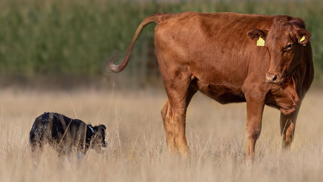 Video von meiner weltbesten Border Collie Hündin 