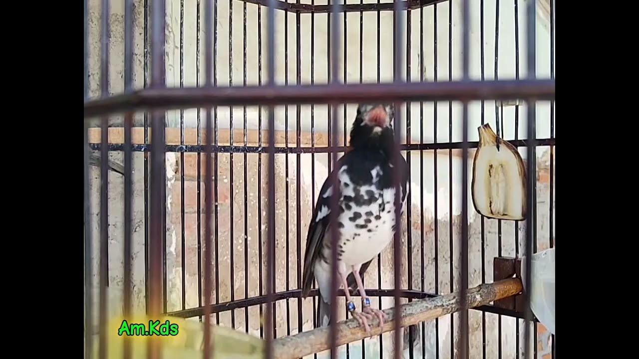 Burung Anis Kembang Ngeplong Santaaii... Putar 5 menit Anis Kembang Jantan Pasti Nyaut @AMKds 