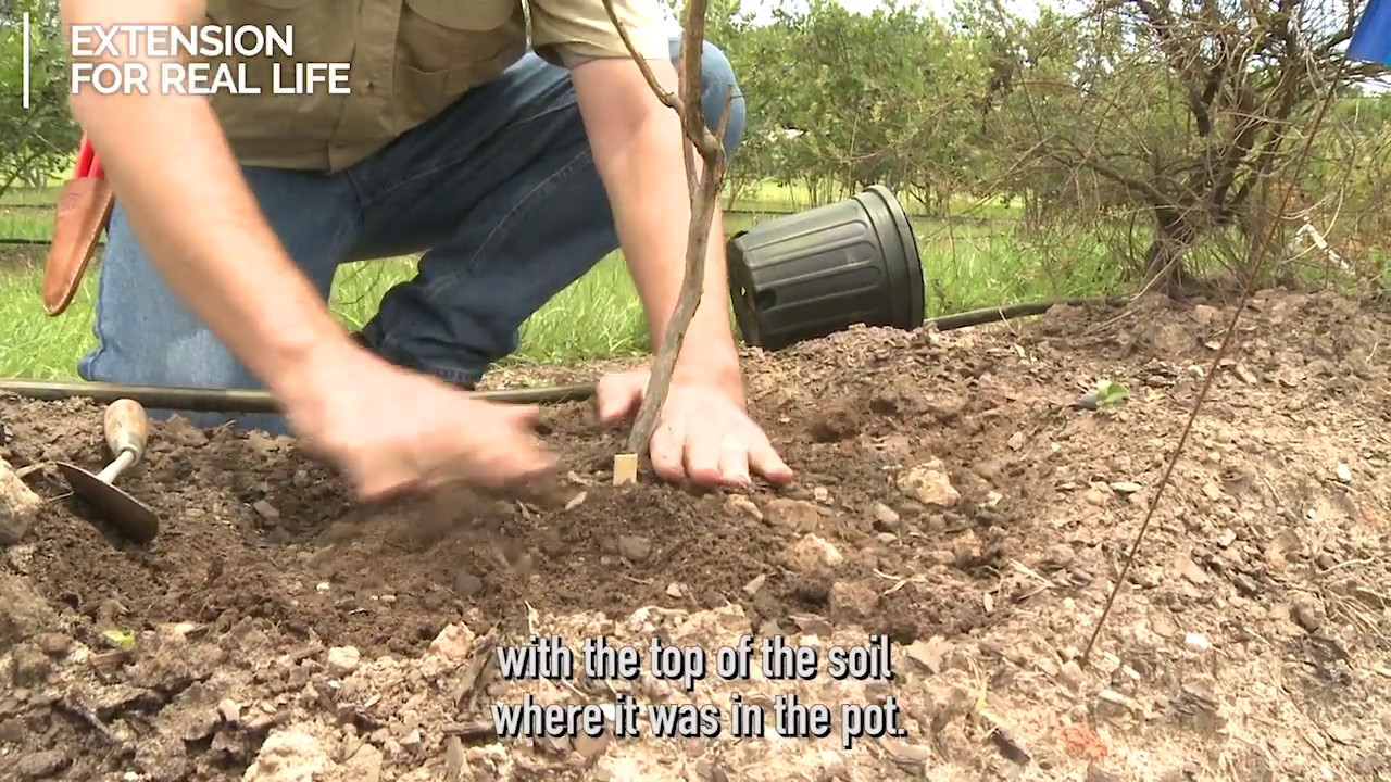 How to Plant Blueberry Bushes