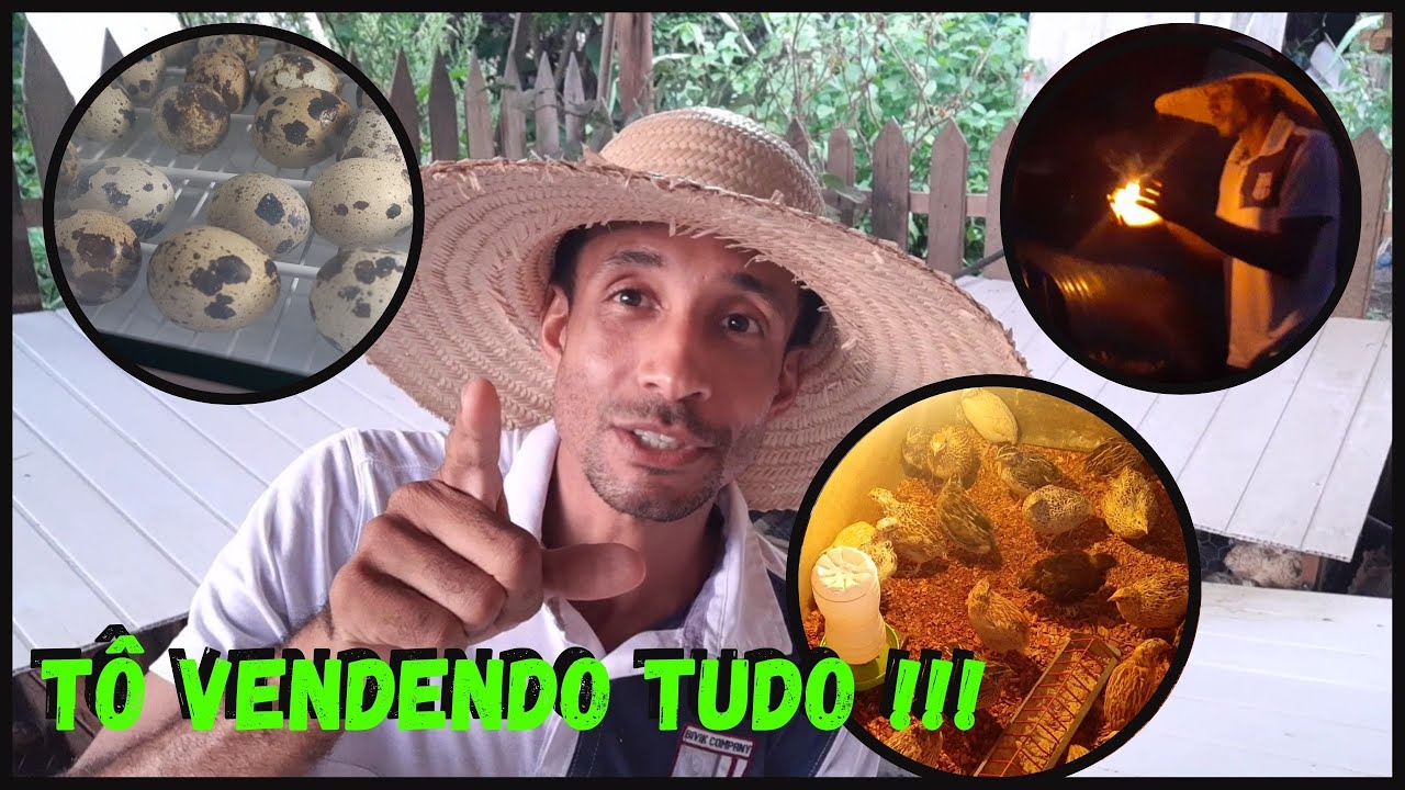 Tá Saíndo de Tudo; de Ovo a Codorna - tô enrolado 