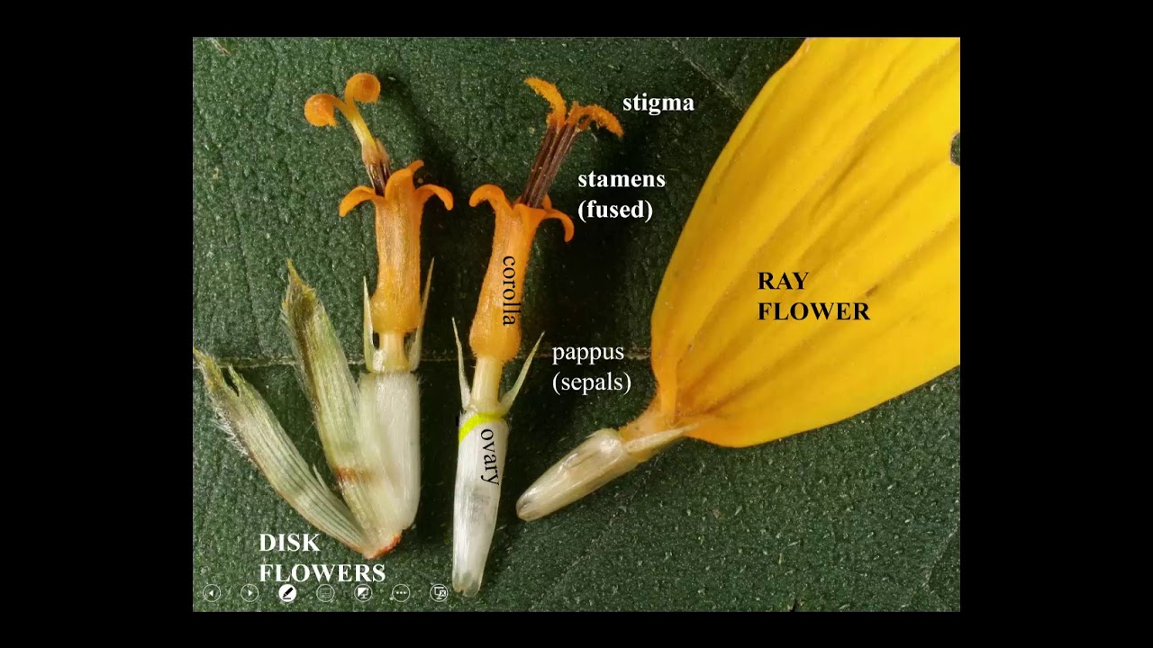 Asteraceae lecture