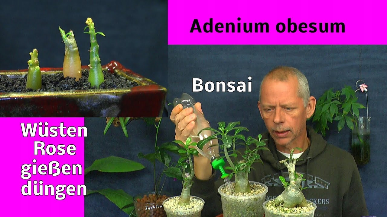 Adenium obesum Bonsai Spezial. Bonsaierde für die Wüstenrosen. Einpflanzen, Düngen, Gießen
