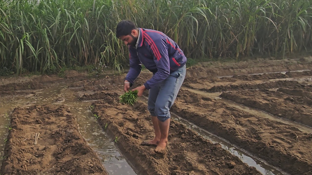 Chilly 🌶🌶 ki planting kar di😀😀