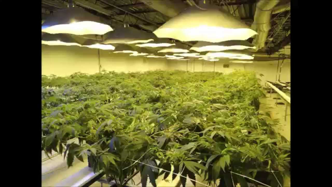 Indoor medicalseeds Canadian dry