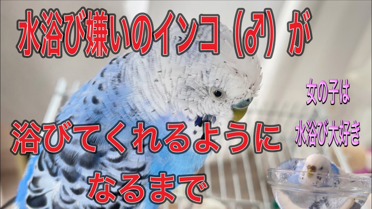 水浴び嫌いなインコ。水浴びをしてもらう方法を見つけました！　40