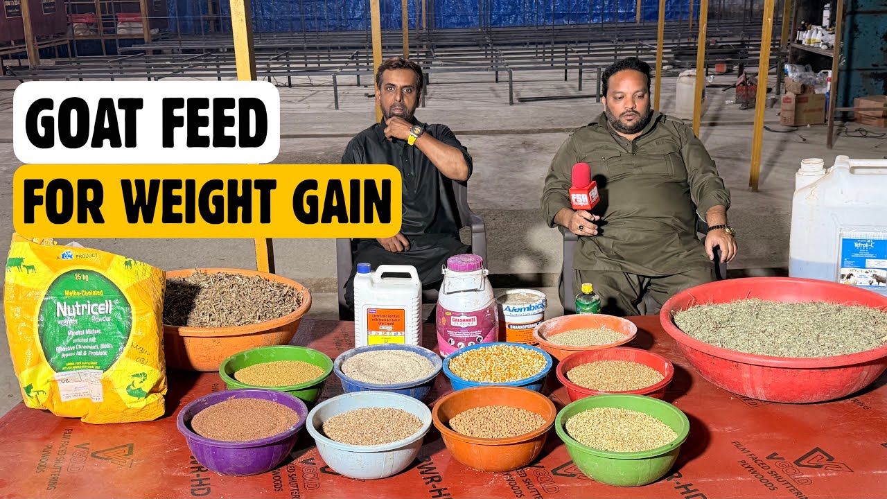 Al Shaikh Goat Resort Ki Goat Feed For Excellent Weight Gain