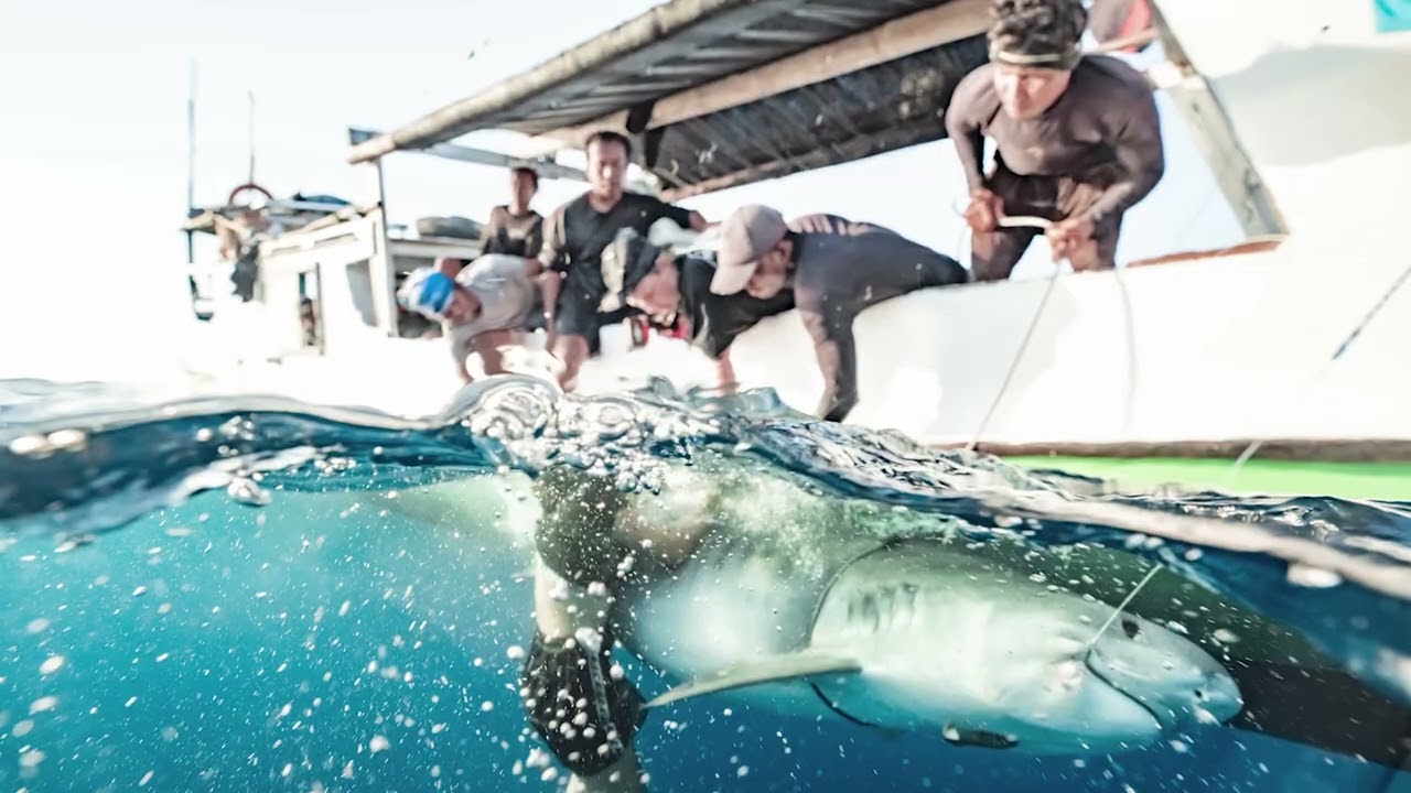 This UNC Researcher is Changing the Narrative on Sharks