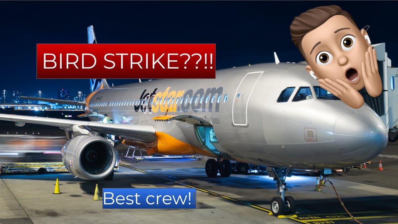 An amazing Jetstar flight! Bird strike!? | Avalon to Sydney