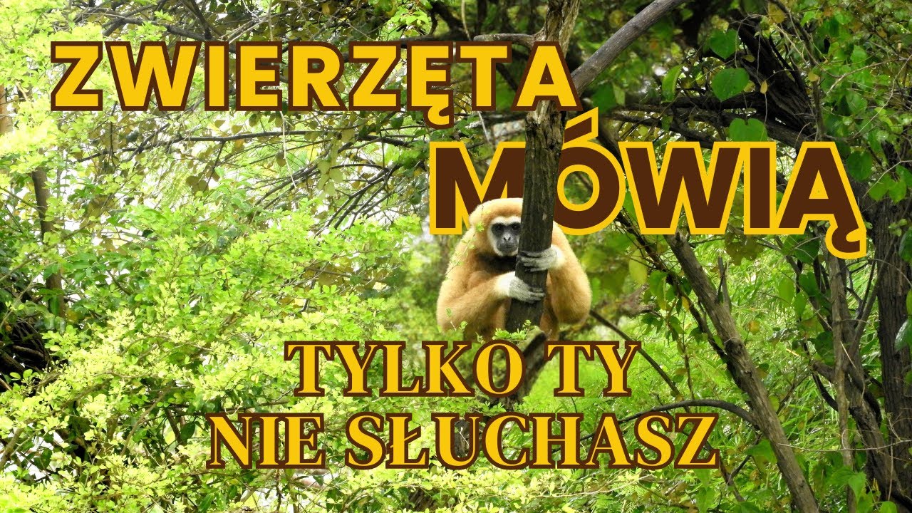 Zwierzęta mówią, tylko Ty nie słuchasz.