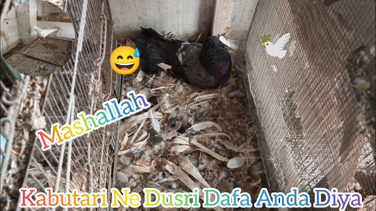 Kabutari Ne Dusri Dafa Anda Diya!