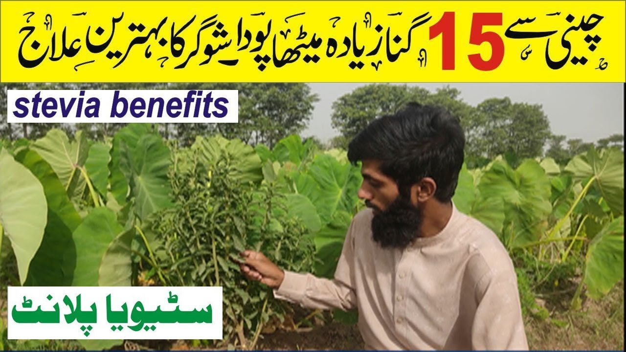 How to Grow Stevia Plant || Stevia Health Benefits Urdu Hindi || Stevia Plant For Diabetes Patients