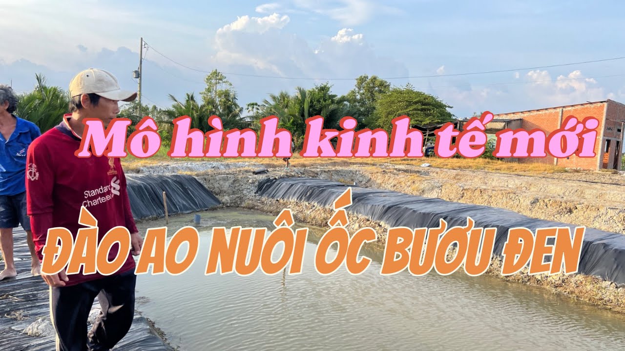 Mô hình kinh tế mới, đào ao nuôi ốc bươu đen ( ốc nhồi ) từ ruộng lúa và bãi đất trống.