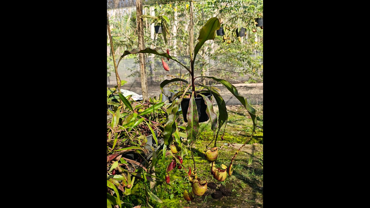 10 Nepenthes mirabilis Wing x ('Viking' x ampullaria) 260209