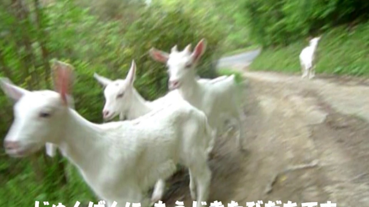 こやぎのさんぽ