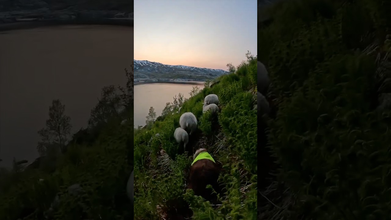 Bringing the sheep to the mountains 🐑 #sheepherding #sheep #sheepdog #bordercollie #farmlife