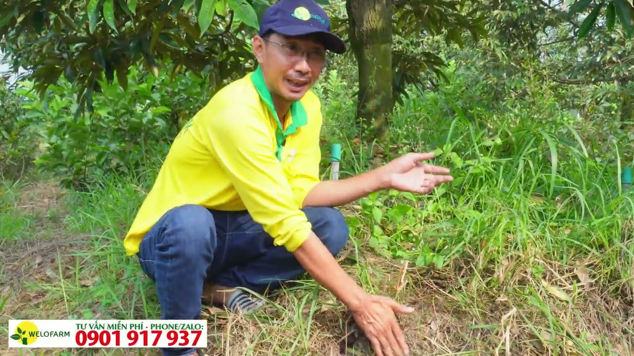 Nguyên nhân khiến sầu riêng bị cháy lá