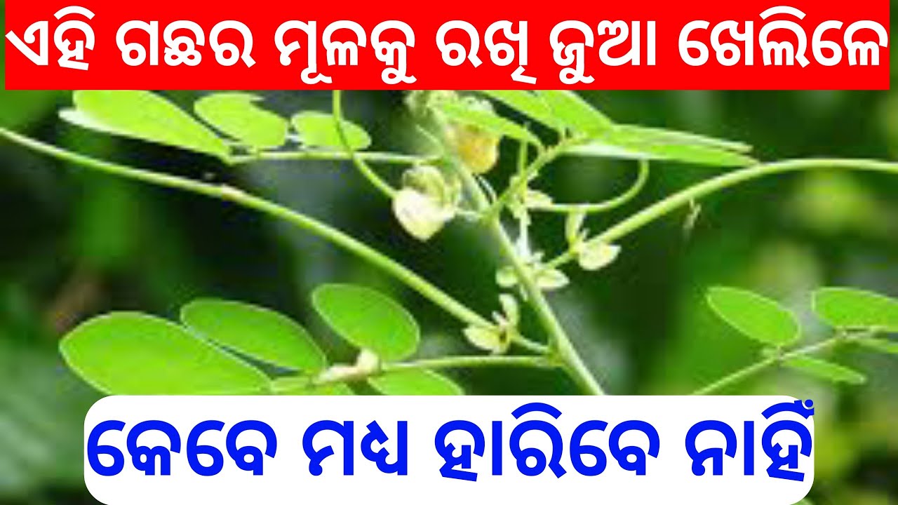 online trading | Satta jua lottery | tec bigyan | tec bigyan Odia | tech bigyan | tec bigyan channel