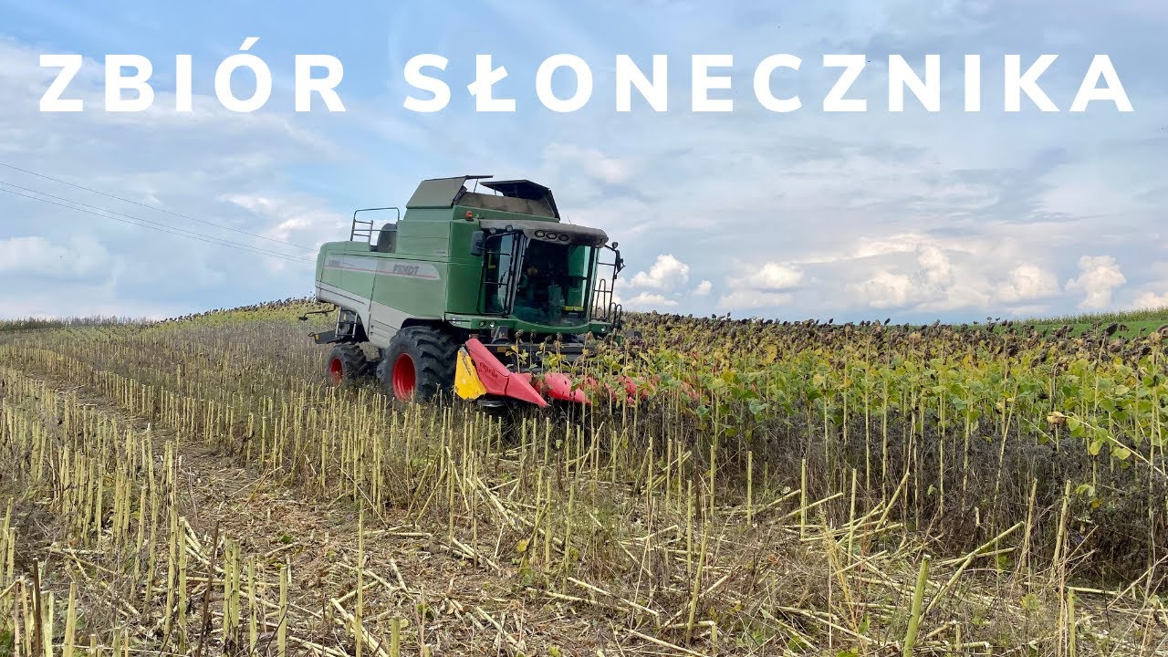 Zbiór Słonecznika! Fendt 6300C / Capello Quasar 6R