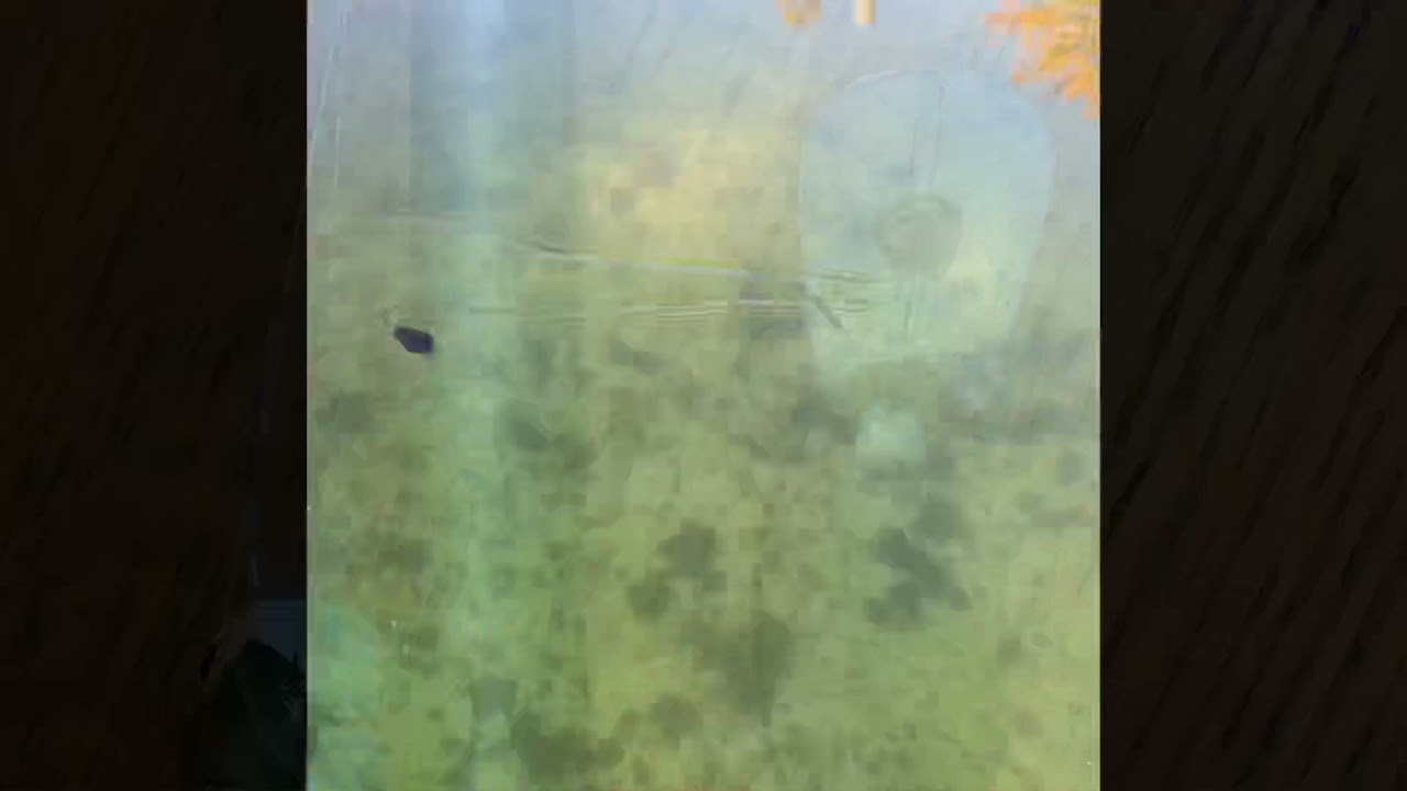Spro RK crawler 55 - becoming my favorite Crankbait