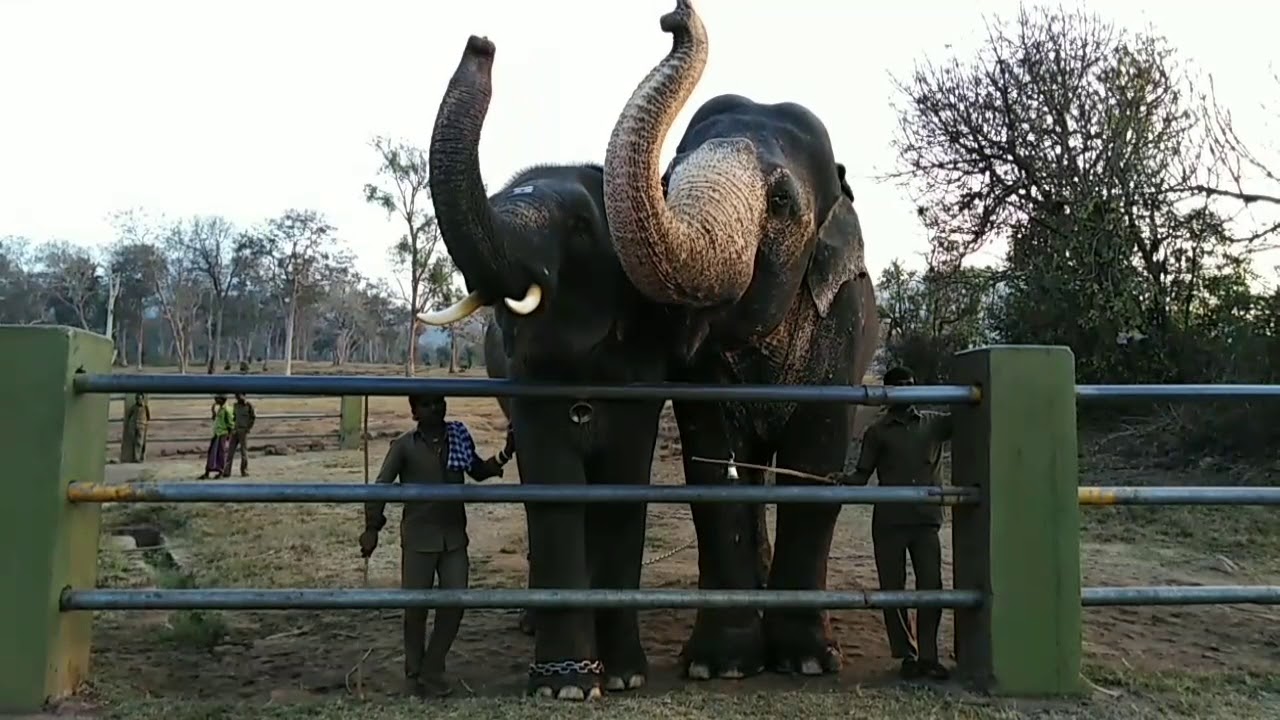 Jungle Safari | Wayanad Wild Life Sanctuary | Bandipur Tiger Reserve And National Park Tour