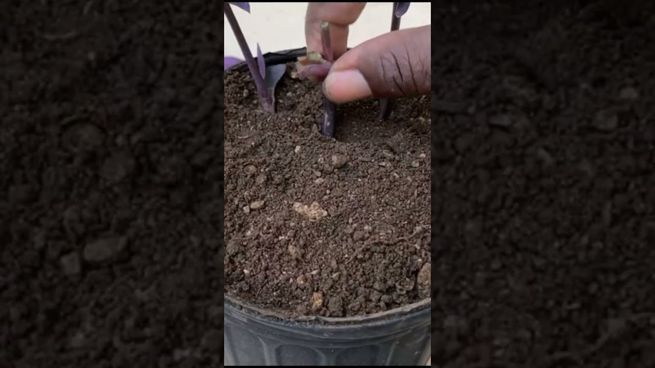 Grow purple heart cuttings by soil 