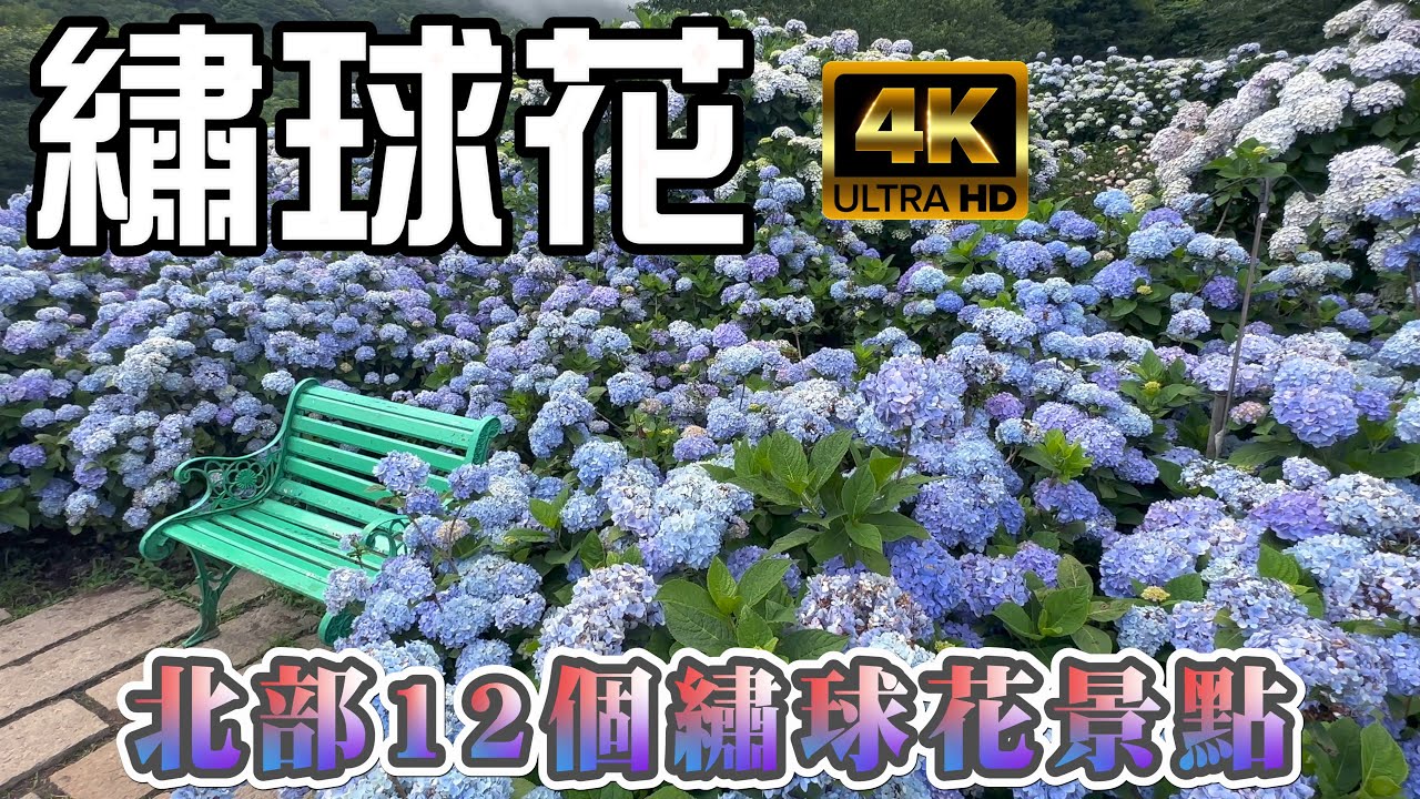 台灣北部繡球花12個繡球花景點 - 陽明山大梯田、曹家花田香、高家二區、財福海芋田、花谷海芋園、大賞園、名陽匍休閒農莊、花與樹 I 新北高家萬里、樹林草花植生公園 I 桃園基國派教堂 I 苗栗花露農場