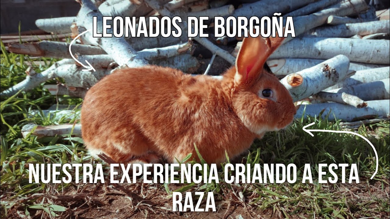 LEONADOS DE BORGO&Ntilde;A nuestra EXPERIENCIA de CRIA y PRODUCCION