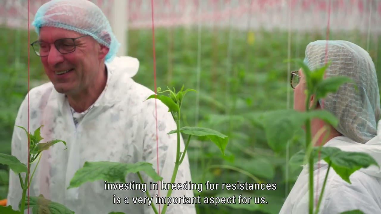 How Rijk Zwaan's Trial Centre High Tech enables us to pursue innovation in cucumber