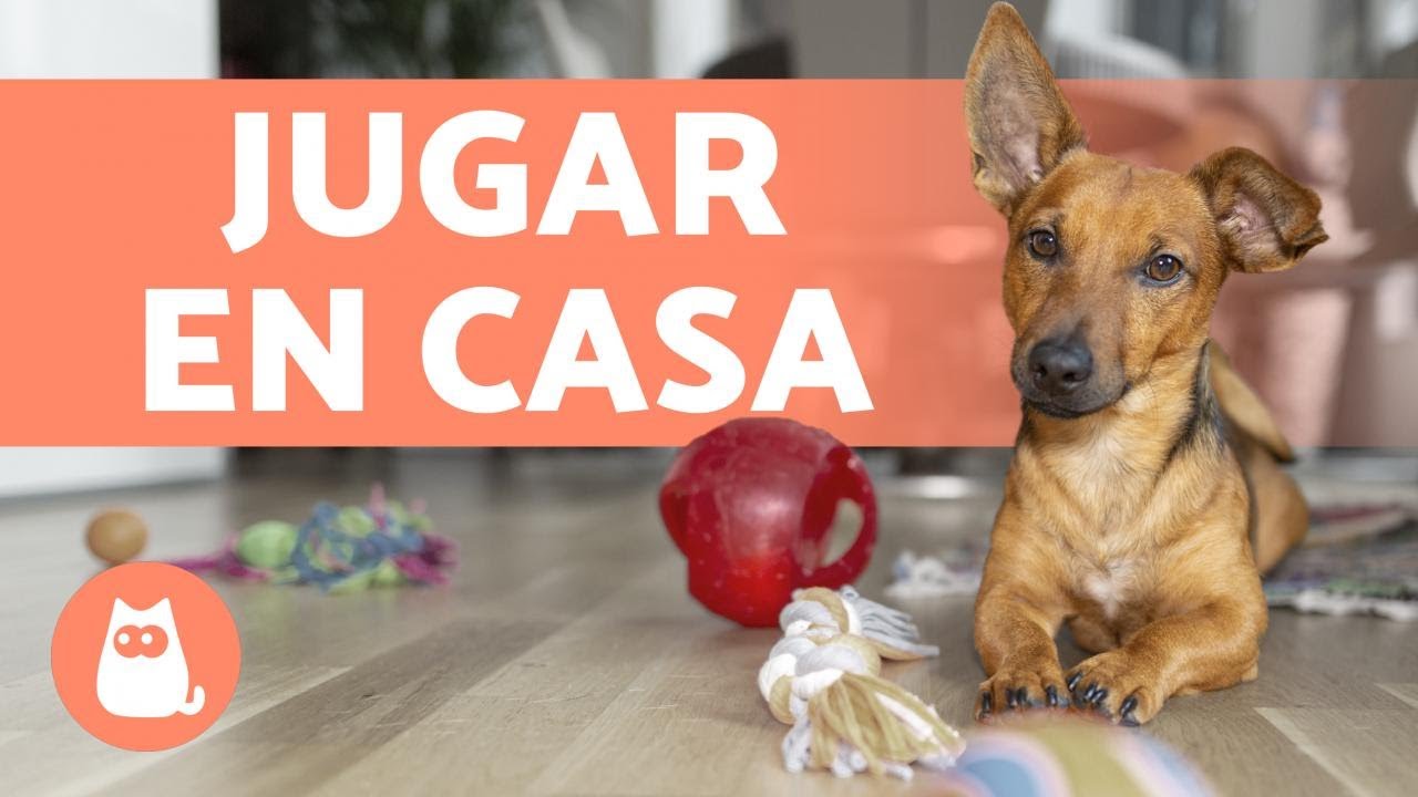 ¿Cómo ENTRETENER a tu PERRO en CASA? 🐶 ¡5 Ideas!