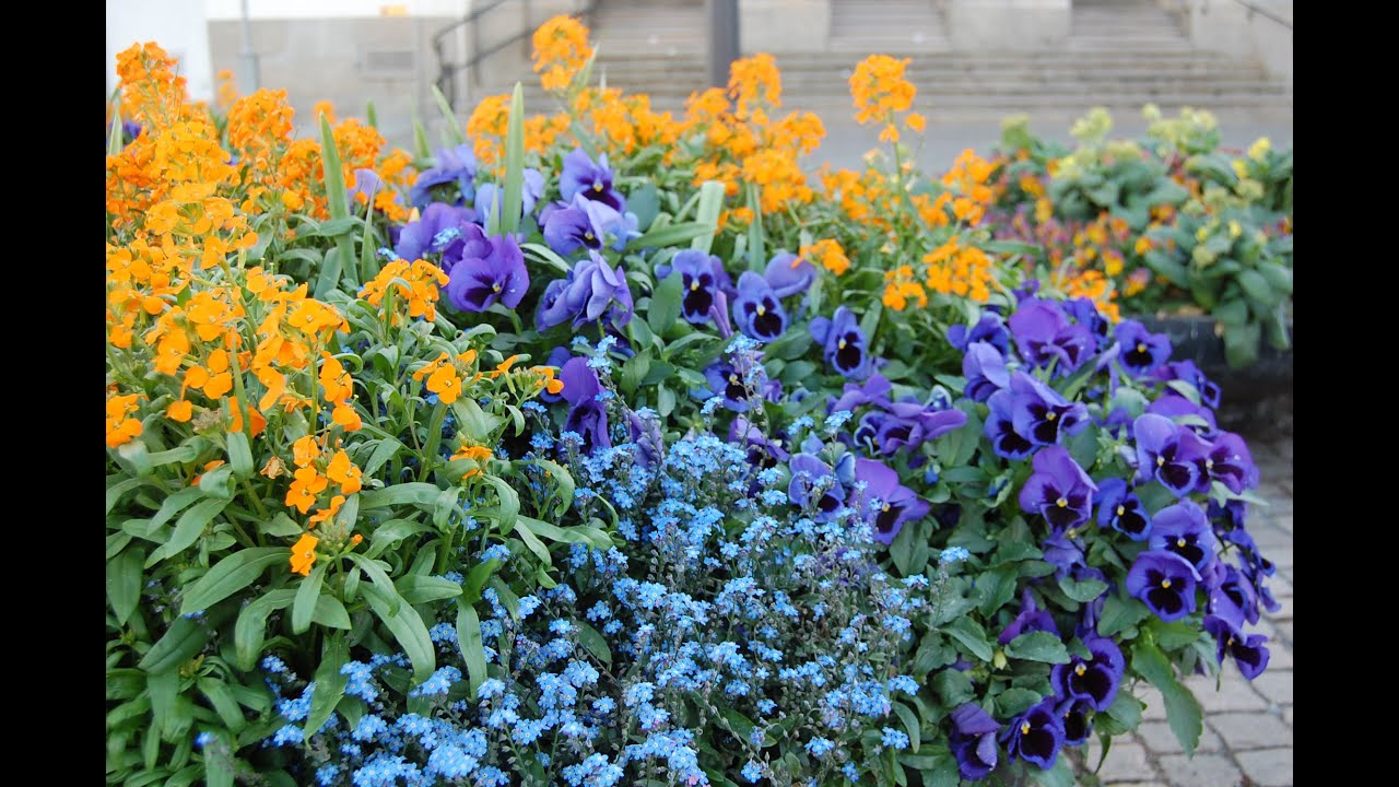 Bruremarsj fra Fosen