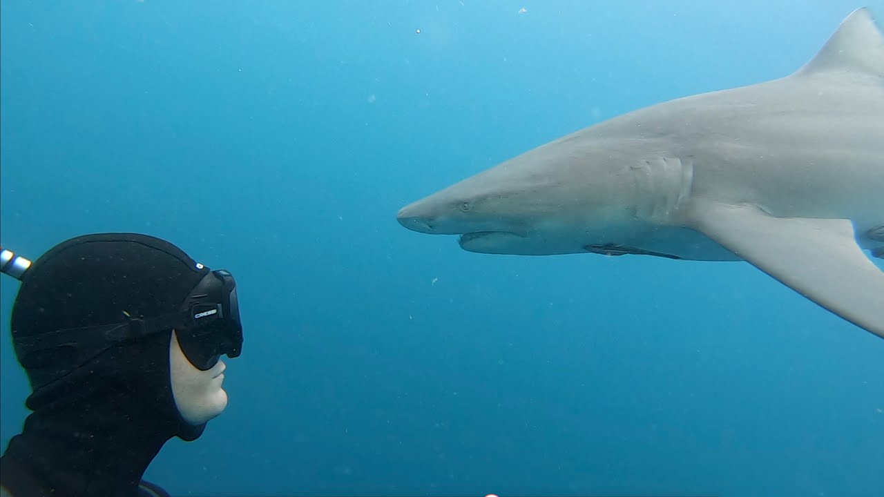Diving 65 feet underwater with SHARKS on one breath!