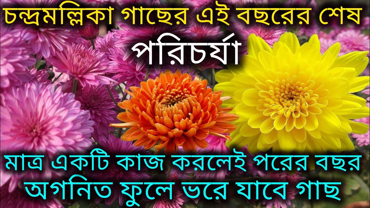 চন্দ্রমল্লিকা গাছের এই বছরের শেষ পরিচর্যা/Chrysanthemum plant care in January month/Chandramallika. 