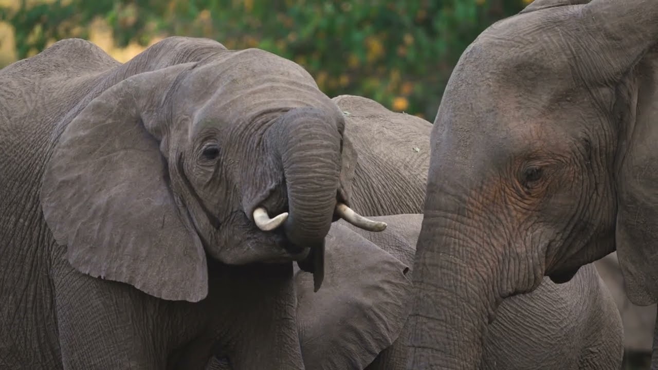 Your Weekly Wild Escape | An elephant 'pool party' (September 2025)