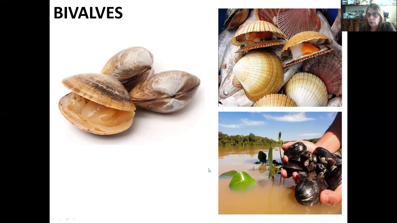Bivalves de água doce: Importância ecológica
