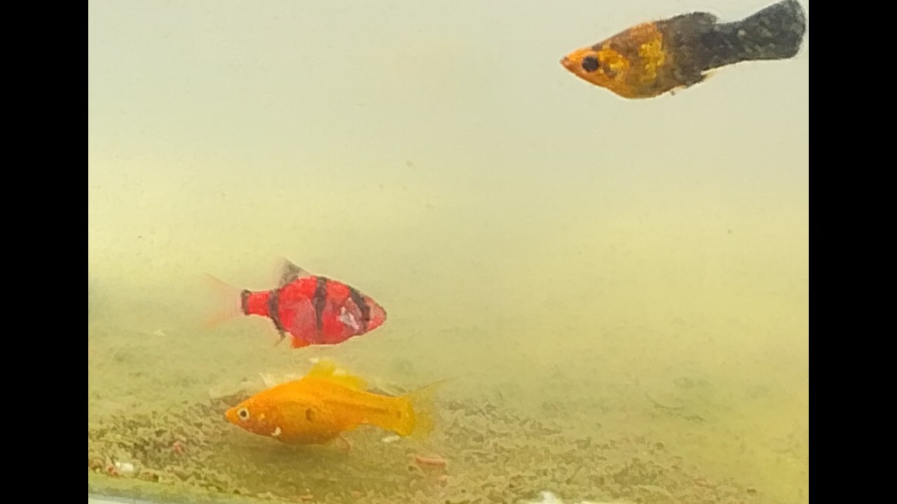 Paano magdumi ang Isda (parang tao nagtatago din) - at may nakialam pa