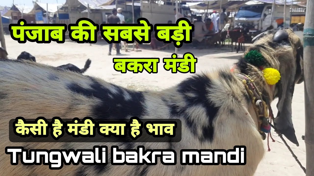 किसानो की सबसे बड़ी बकरा मंडी | tungwali bakra mandi panjab | bakra market tungwali | pkraj vlogs