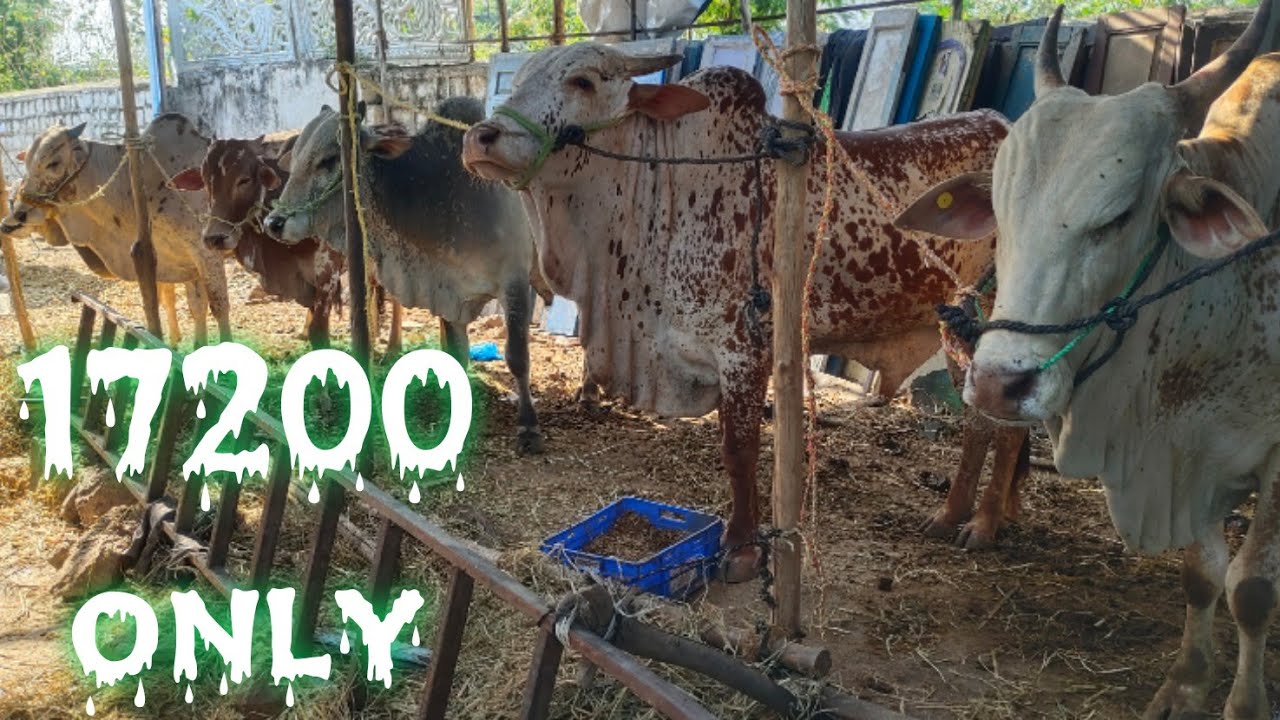 saste bulls available in Hyderabad Shastripuram Ajwa cattle farm | Ongole bulls market in Hyderabad