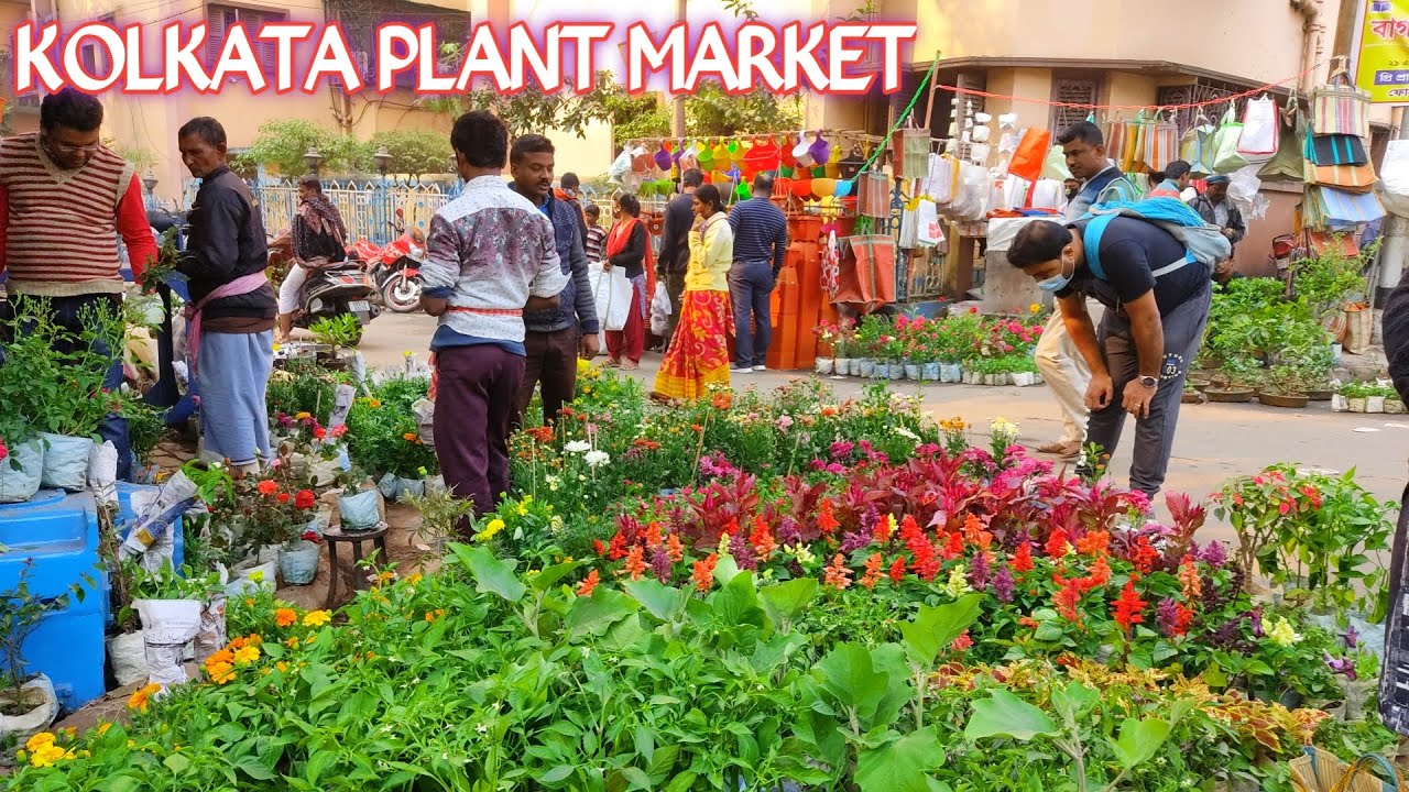 Kolkata Flower Plant Market !! Miniature Rose Dianthus & Chandramallika Plant Price Update