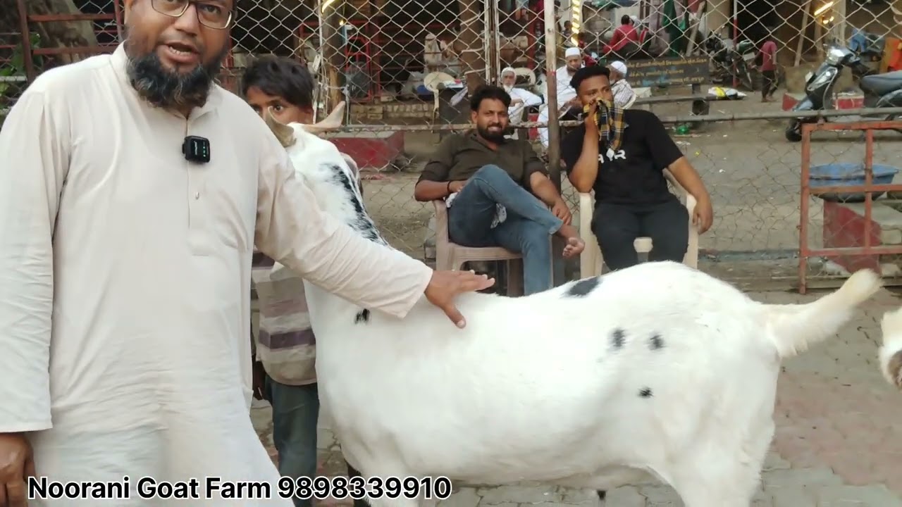 Noorani goat farm surat